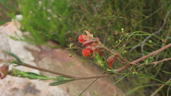 Hermannia filifolia