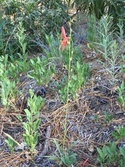 Penstemon labrosus