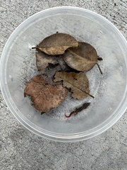 Sphaerodactylus elegans