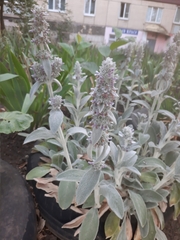 Stachys byzantina
