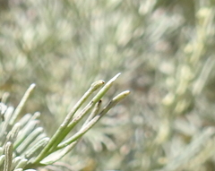 Aceria paracalifornica