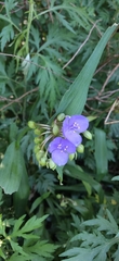 Tradescantia