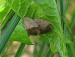 Hypocassida subferruginea