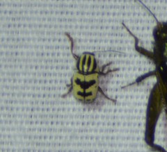 Cryptocephalus leucomelas