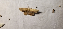 Lytrosis