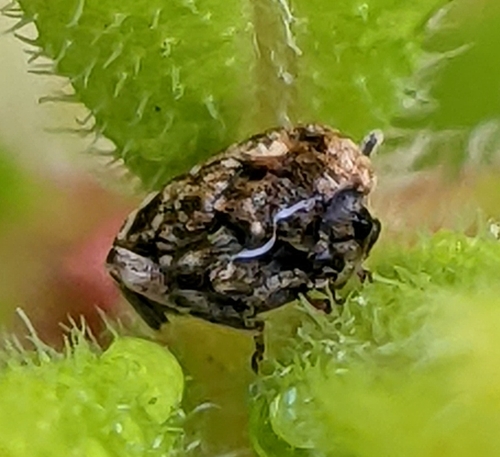Pea Beetle photo 4
