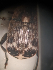 Bruchus pisorum