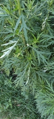 Artemisia vulgaris