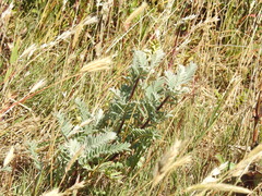 Astragalus pycnostachyus pycnostachyus