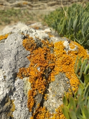 Xanthoria aureola