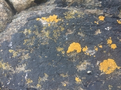 Variospora thallincola