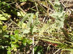 Astragalus pycnostachyus pycnostachyus