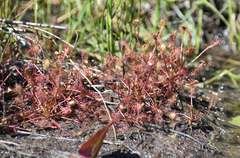 Drosera intermedia