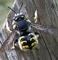 Anthidium manicatum