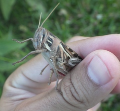 Schistocerca americana