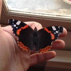 Vanessa atalanta atalanta