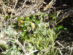 Astragalus pycnostachyus pycnostachyus