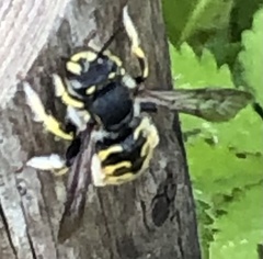 Anthidium manicatum