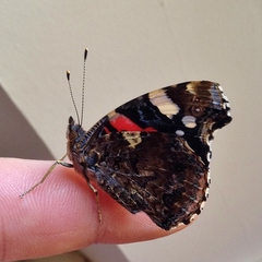 Vanessa atalanta atalanta