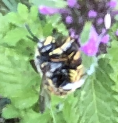 Anthidium manicatum