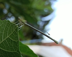 Platycnemis pennipes