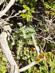 Astragalus pycnostachyus pycnostachyus