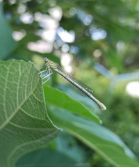 Platycnemis pennipes