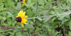 Rudbeckia