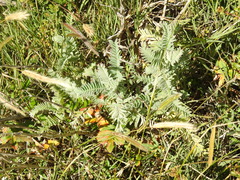 Astragalus pycnostachyus pycnostachyus