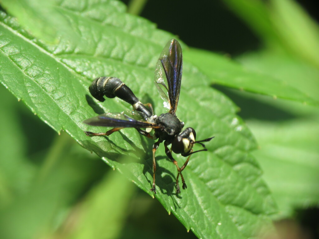 Common Eastern Physocephala from Rockford, IL, USA on June 19, 2022 at ...