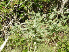 Astragalus pycnostachyus pycnostachyus