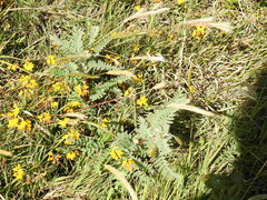 Astragalus pycnostachyus pycnostachyus