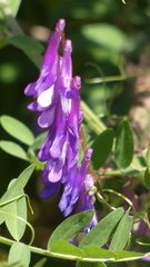 Vicia eriocarpa
