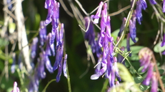 Vicia eriocarpa