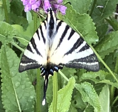 Iphiclides podalirius