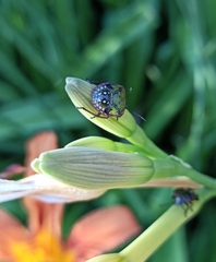 Nezara viridula