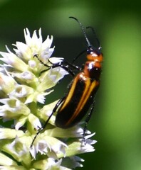 Nemognatha piazata