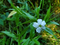 Silene nivea