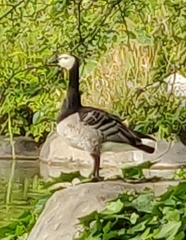 Branta leucopsis