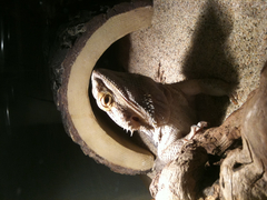 Pogona
