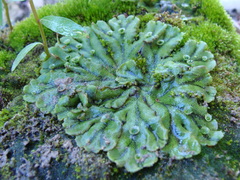 Marchantia polymorpha polymorpha