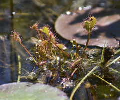 Drosera intermedia