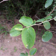 Celtis chichape