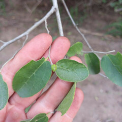 Celtis chichape