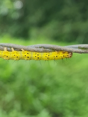 Eulepidotinae