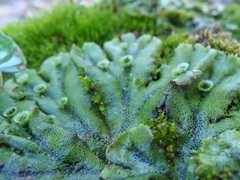 Marchantia polymorpha polymorpha