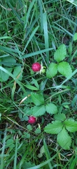 Potentilla indica