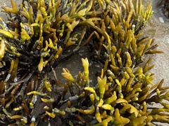 Pelvetiopsis limitata