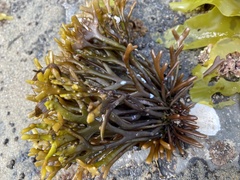 Pelvetiopsis limitata