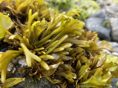 Pelvetiopsis limitata